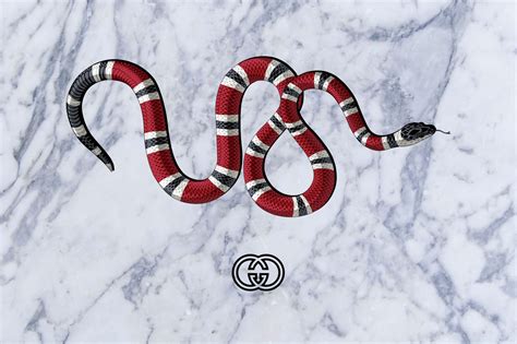 gucci snake hd wallpaper|gucci snake logo background.